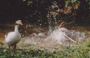 Ausgelassene Weihnachtsgans im Wasser